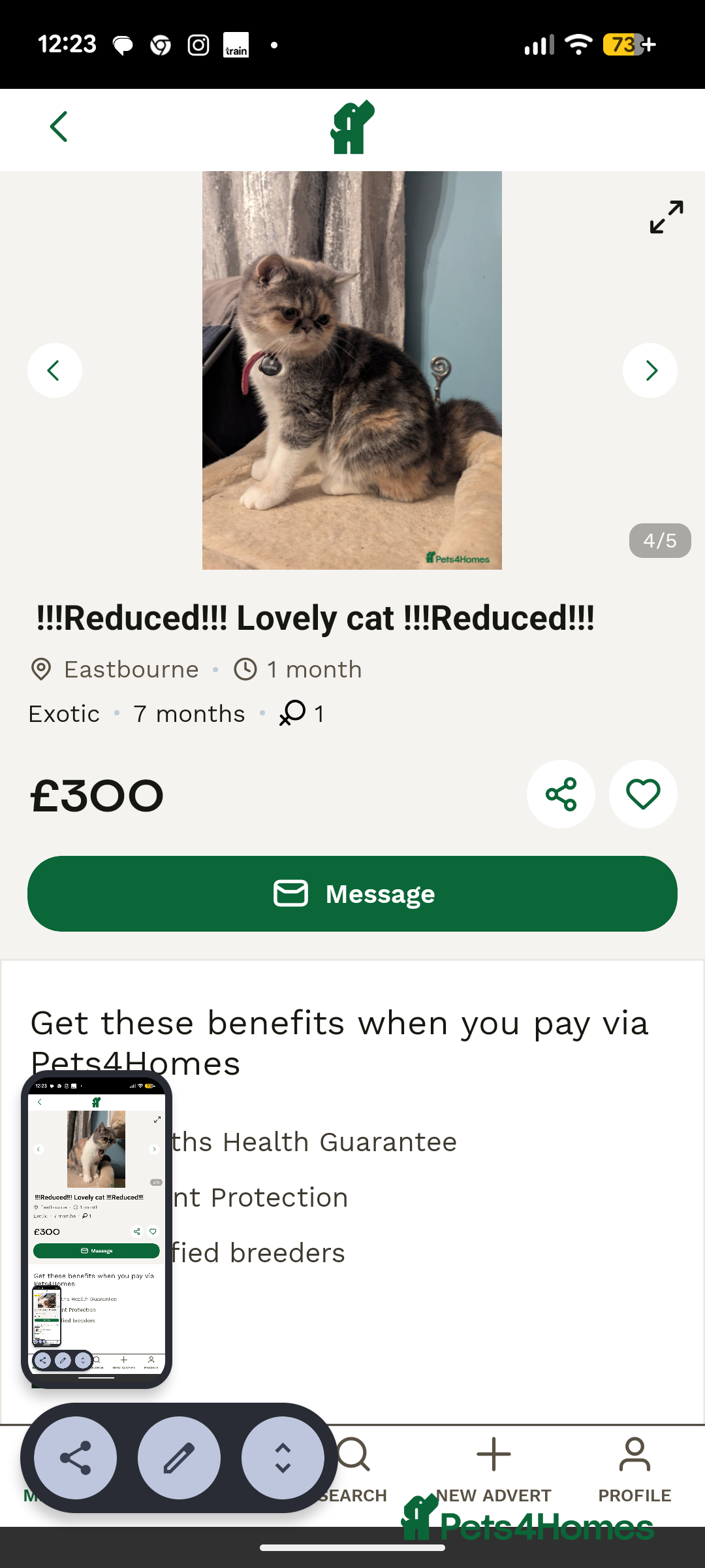 Exotic cats for sale: Reservation  - Advert 4