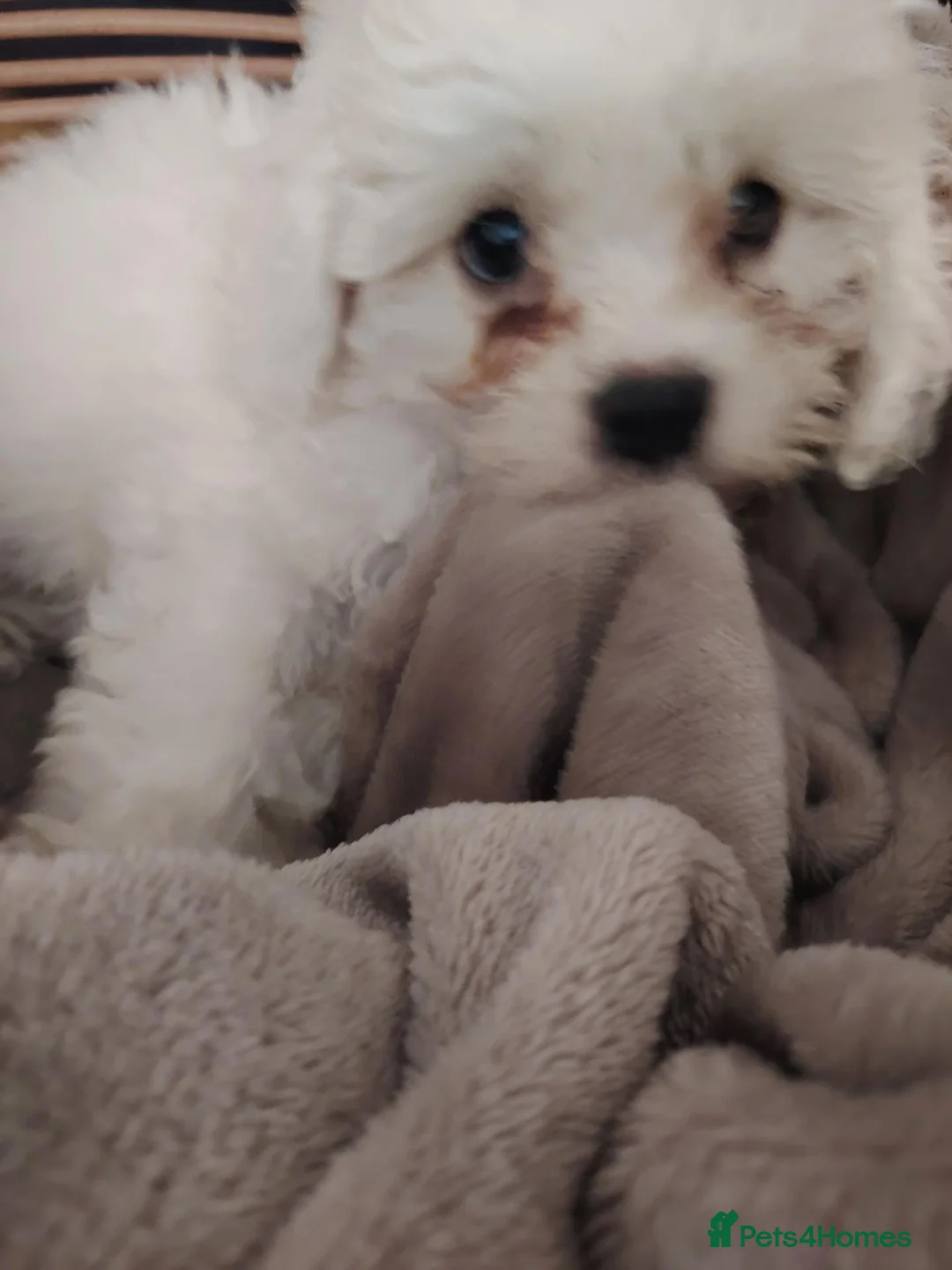 Shihpoo dogs for sale: 🤎🤍 The perfect babies 🤎🤍 - Advert 2