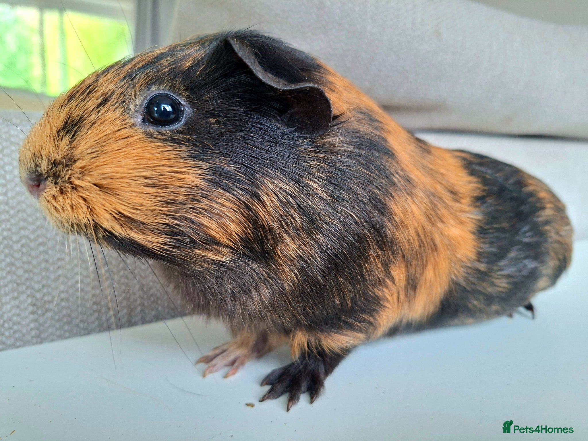 Guinea Pig rodents for sale: Female guinea pigs for sale. 2 Pairs - Advert 4