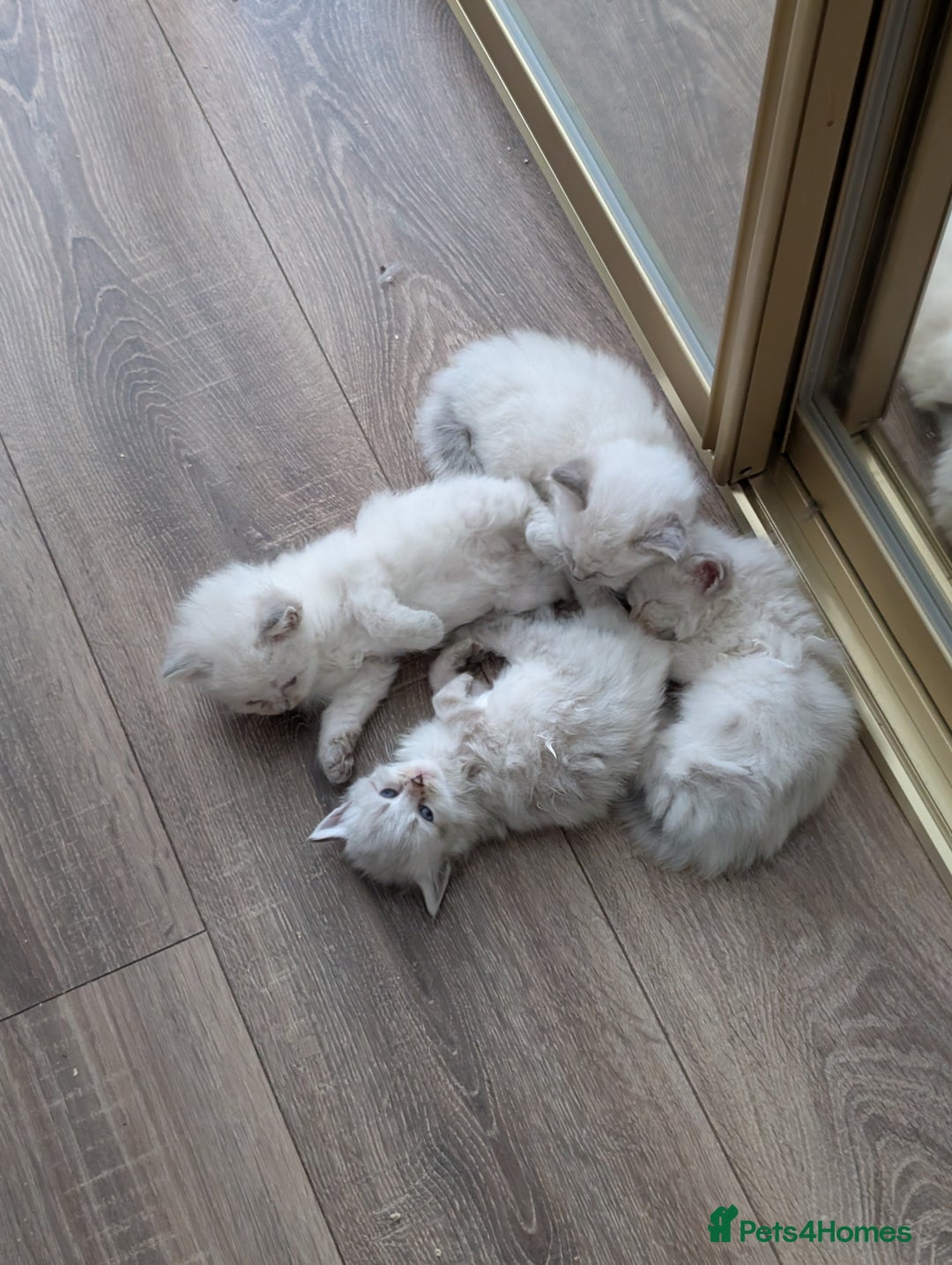 Siberian cats for sale: Kitty Neva Masguerade  - Image 14