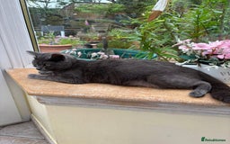 Mixed Breed cats for sale: 4 gorgeous kittens for sale - Advert 5