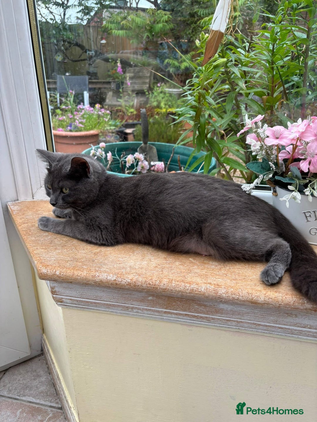 Mixed Breed cats for sale: 4 gorgeous kittens for sale - Advert 5