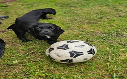 Cocker Spaniel dogs for sale: Beautiful Cocker Spaniel Puppies - Image 9