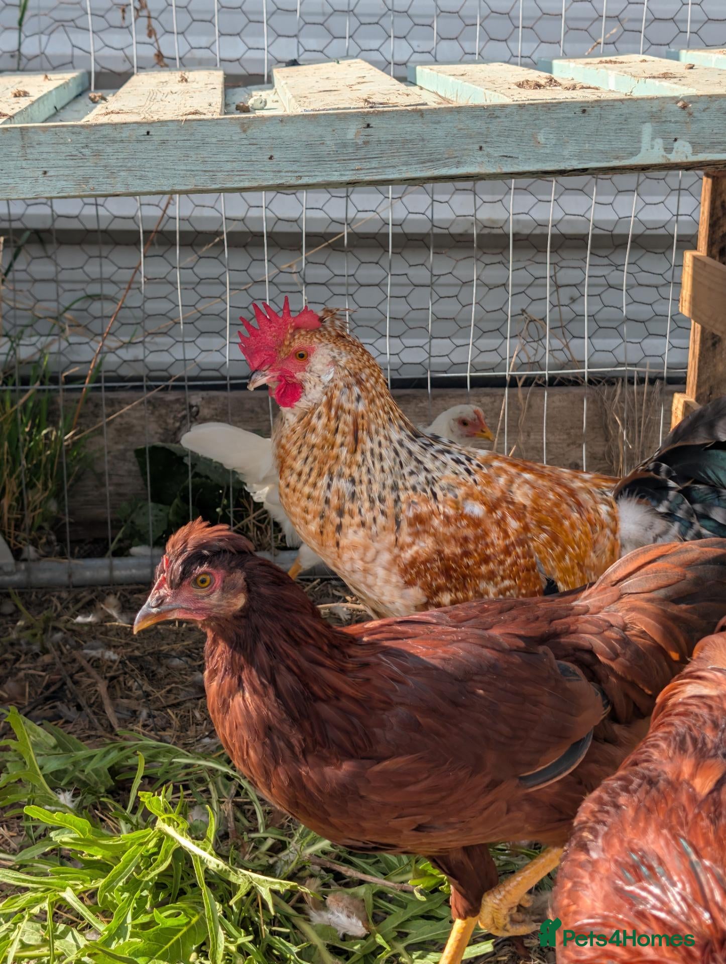 Chickens poultry Free Roosters  - Advert 1