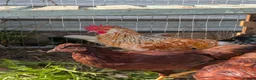 Chickens poultry for sale: Free Roosters  in Rotherham - Advert 1