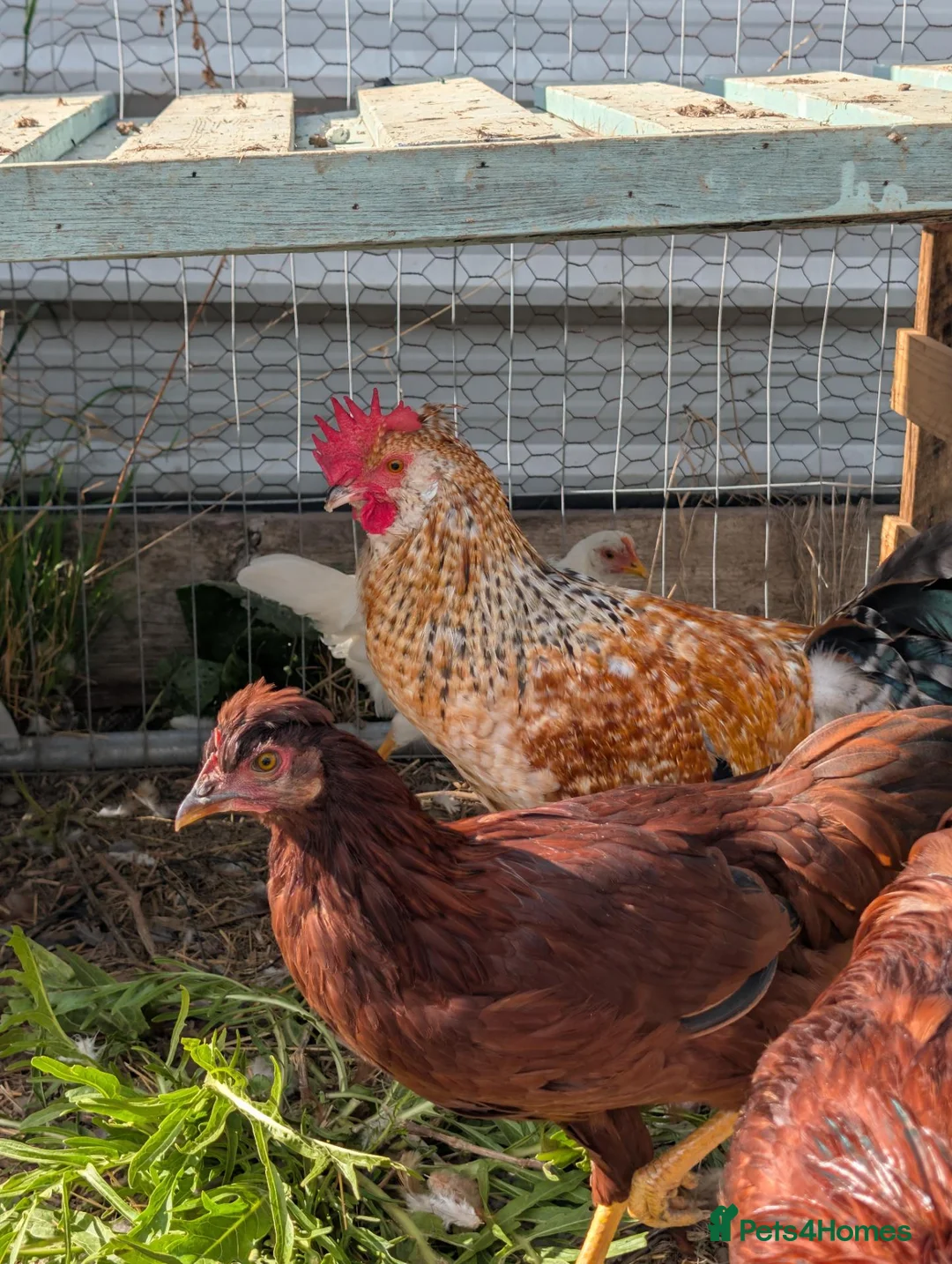 Chickens poultry for sale: Free Roosters  in Rotherham - Advert 1