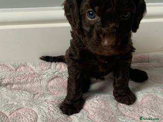 Cockapoo dogs ✨ Beautiful Cockapoo Puppies – 1 Boy & 4 Girls✨ - Advert 17