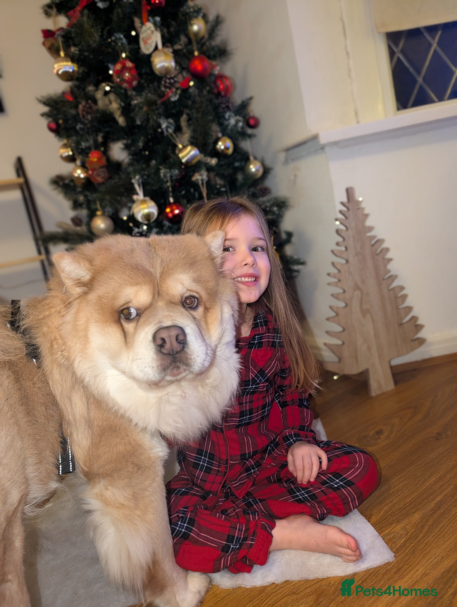 Chow Chow dogs Chow Chow – Male – 1.5 Years Old  - Advert 10