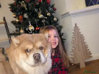 Chow Chow dogs Chow Chow – Male – 1.5 Years Old - Advert 10