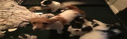 Mixed Breed dogs for sale: Japanese Chin/Jack Russell puppies - Advert 1