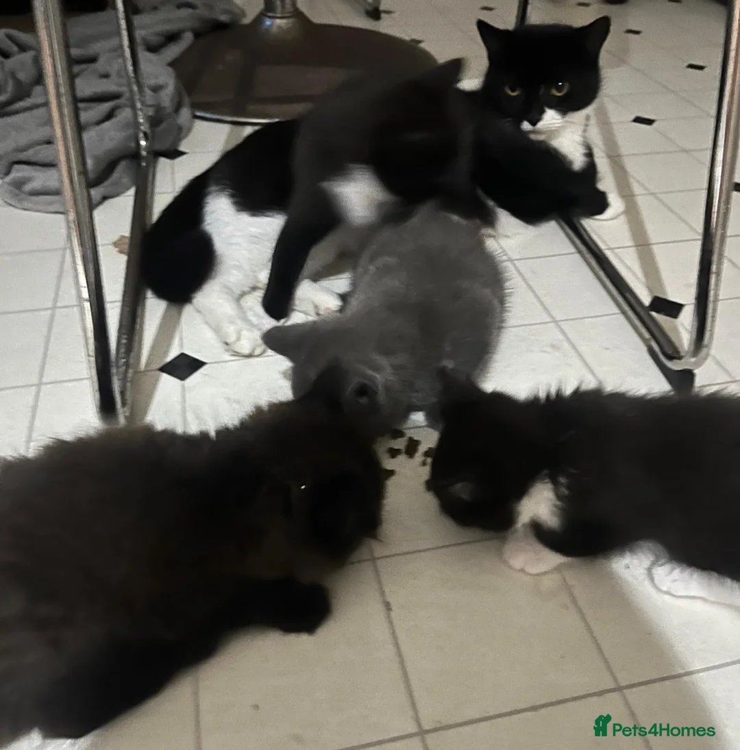 Mixed Breed cats for sale: Stunning Kittens Ready Now - Advert 2