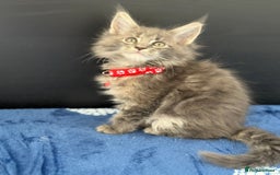 Maine Coon cats for sale: Pedigree MainCoon Kittens  - Image 11