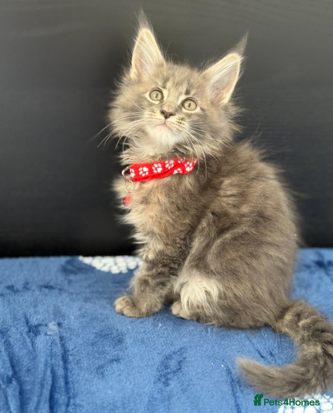 Maine Coon cats for sale: Pedigree MainCoon Kittens  - Image 11
