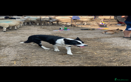 Border Collie dogs for sale: Beautiful Border Collie Puppies - Image 12