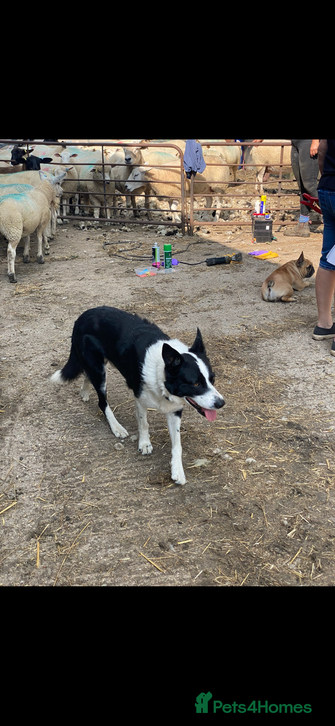 Border Collie dogs for sale: Beautiful Border Collie Puppies - Image 12