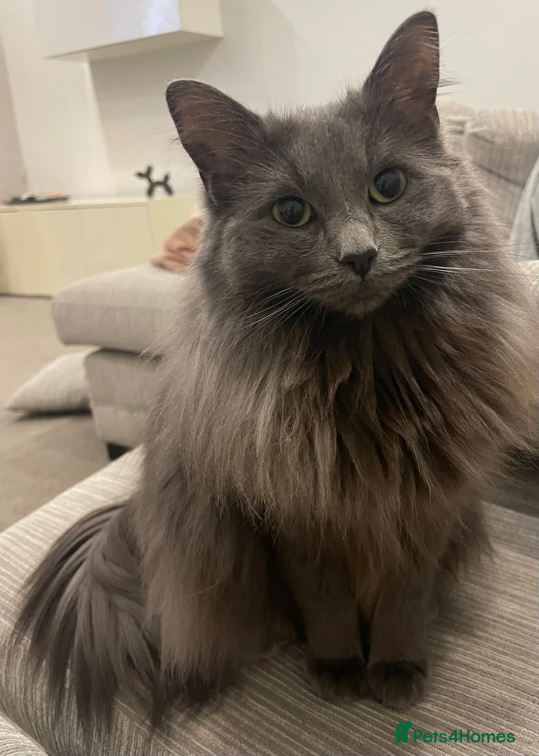 Maine Coon cats for sale:  Stunning Black Smoke 3/4 MaineCoonChampion Line - Advert 6