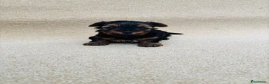 Yorkshire Terrier Puppy 1