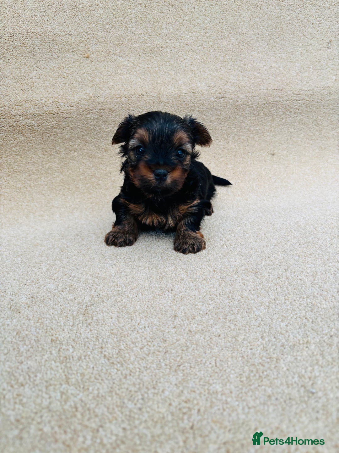 Yorkshire Terrier dogs for sale: Beautiful litter of Yorkshire terrier puppies - Advert 8