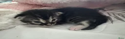 Bengal cats for sale: Bengal X Tuxedo Kittens  in Sheffield - Advert 2