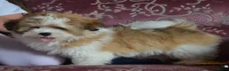 Lhasa Apso dogs for sale: Home bred stunning male Lhasa Apso - Advert 8