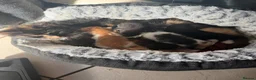 Mixed Breed cats for sale: 1 lovely boy kittens ready to leave today  - Advert 1
