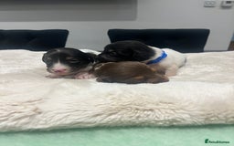 Dachshund dogs for sale: Tiny long haired piebald dachshunds for sale ! - Image 25