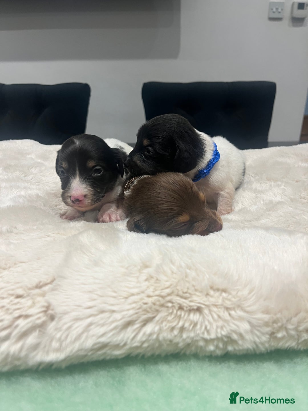 Dachshund dogs for sale: Tiny long haired piebald dachshunds for sale ! - Image 25