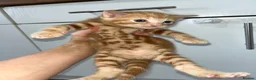Mixed Breed cats for sale: Half main coon - Advert 15