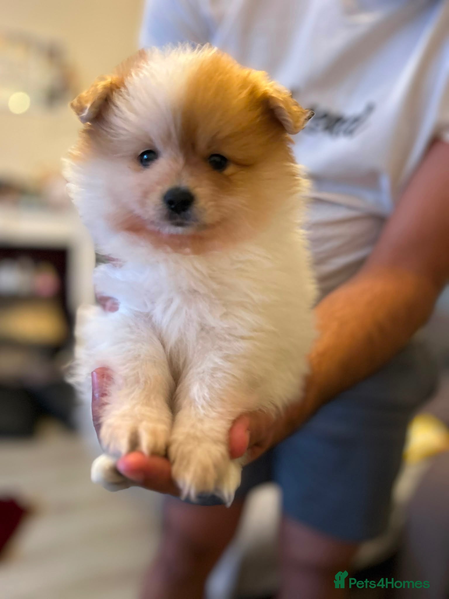 Pomeranian dogs  Pomeranian Puppies  - Advert 8