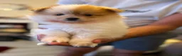 Pomeranian dogs for sale: READY TO LEAVE !! - Advert 6