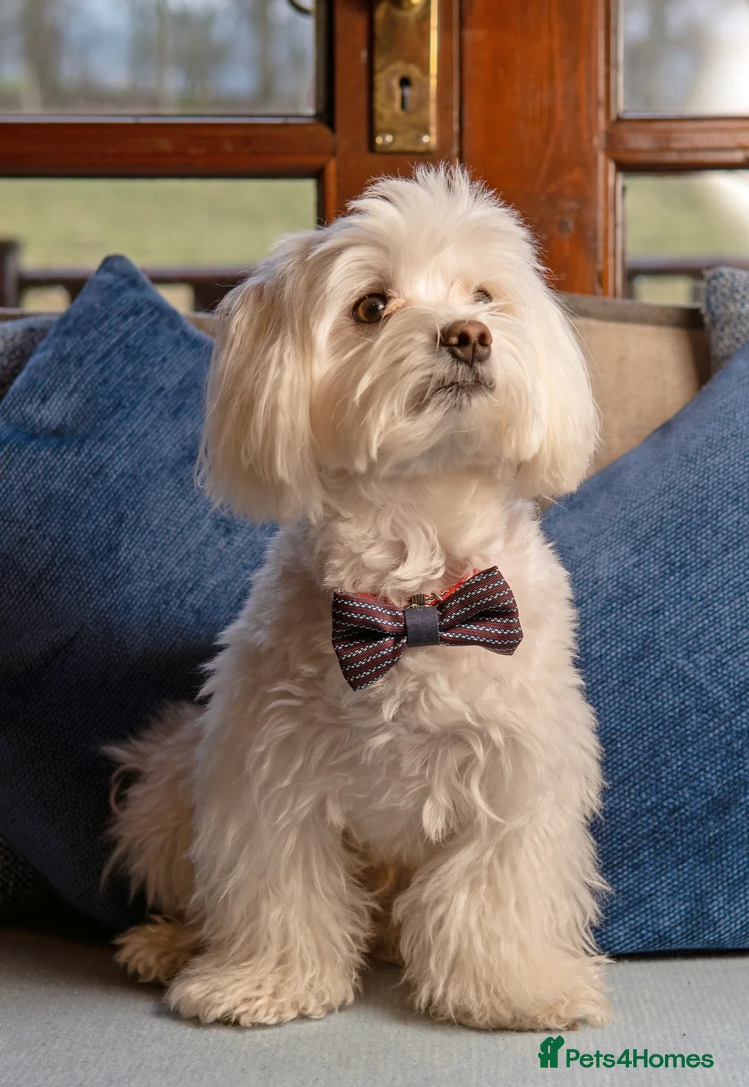 Maltese dogs for stud: Maltese Males (for Stud)  in Durham - Advert 14