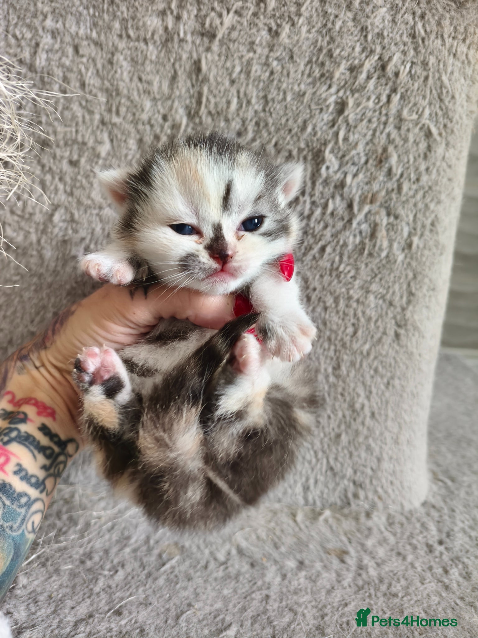 Munchkin cats Beautiful girls  - Advert 4