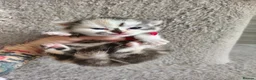 Munchkin cats for sale: Beautiful girls  - Advert 1
