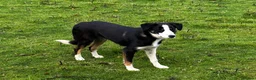 Border Collie dogs for sale: 9 month old male Border Collie  - Advert 2