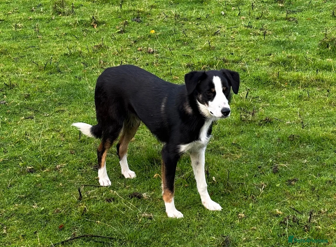 Border Collie dogs for sale: 9 month old male Border Collie  - Advert 2