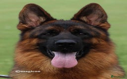 German Shepherd dogs for sale: Last female-health and temperament tested parents - Image 13