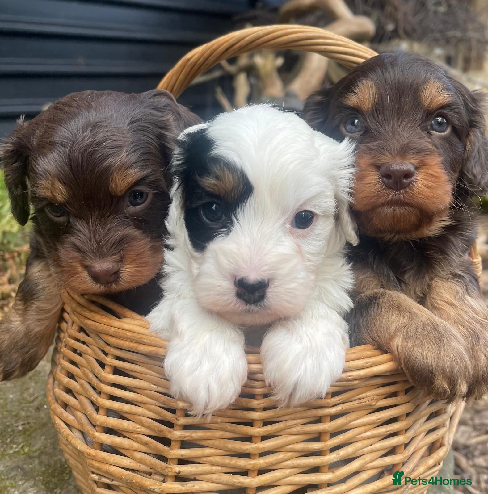 Cavapoo dogs Cavapoo’s - Advert 1