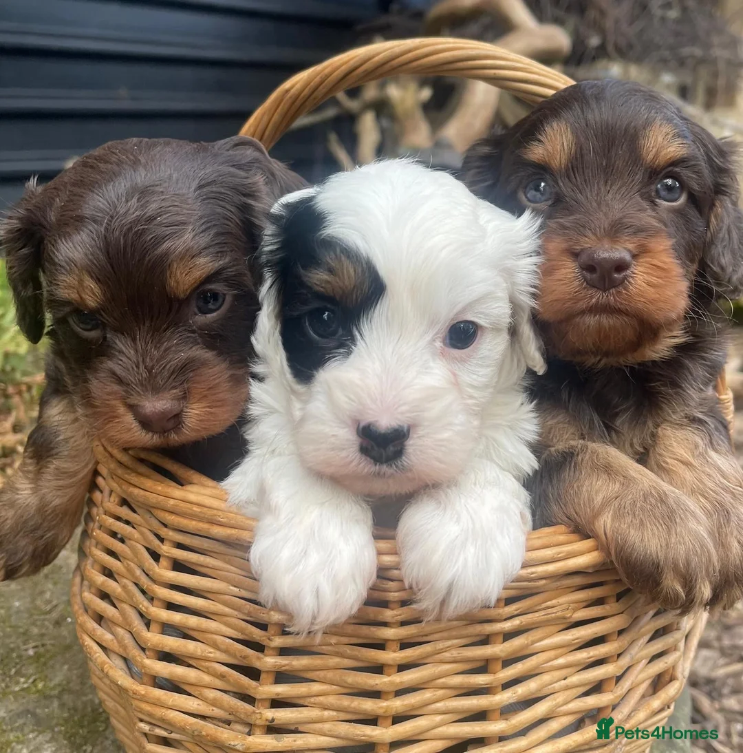 Cavapoo dogs for sale: Cavapoo’s - Advert 1