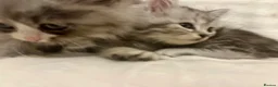 Persian cats for sale: 3 Stunning Kittens  - Advert 11