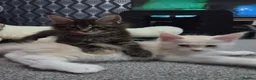 Maine Coon cats for sale: 🌟 1 Stunning Torbie girl left 🌟 TICA reg'd🌟 - Advert 12