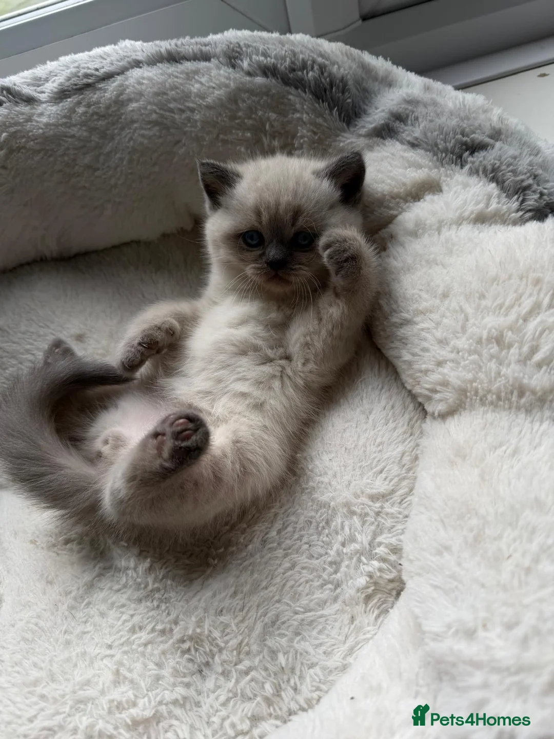 British Shorthair cats for sale: Stunning chunky British shorthair kittens - Advert 10