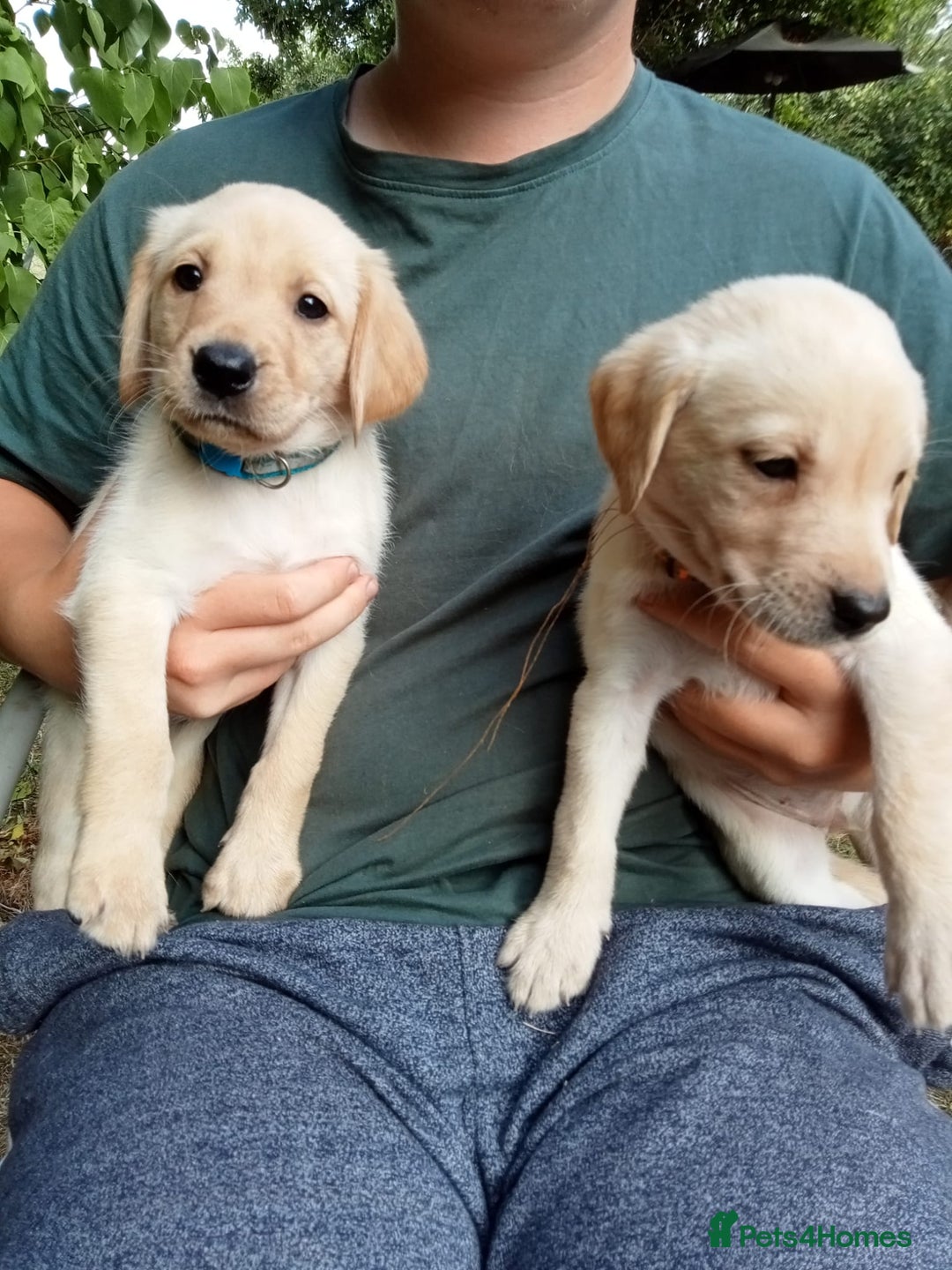 Labrador Retriever dogs for sale: KC Registered Labrador Retriever Puppies in Ross-on-Wye - Image 4