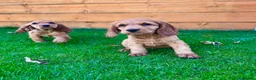Cocker Spaniel dogs for sale: Golden Show CockerSpaniel Babies 🐾🐾🐾 - Advert 15