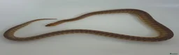 Python Snake reptiles for sale: Woma Pythons Male and Female in London - Advert 7