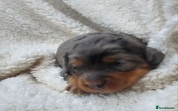 Cockapoo dogs for sale: The best cockapoos  - Image 19