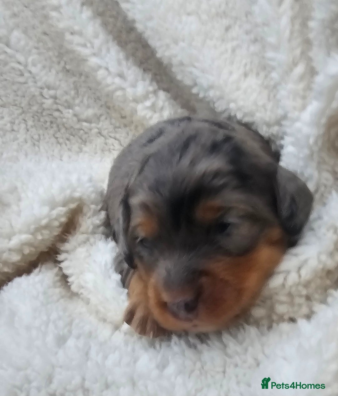 Cockapoo dogs for sale: The best cockapoos  - Image 19