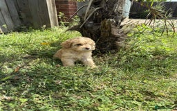 Cavapoo dogs for sale: ⭐️ Stunning ⭐️ F1b Cavapoos ⭐️ Ready Thursday ⭐️ - Image 16