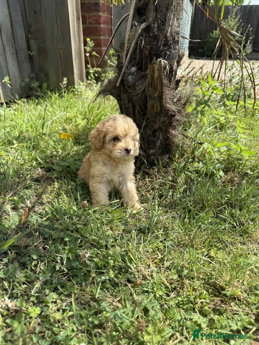 Cavapoo dogs for sale: ⭐️ Stunning ⭐️ F1b Cavapoos ⭐️ Ready Thursday ⭐️ - Image 16