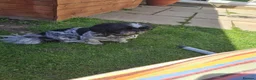 Mixed Breed dogs for stud: Archie ( shitzu and pekinese cross) not for sale  - Advert 7