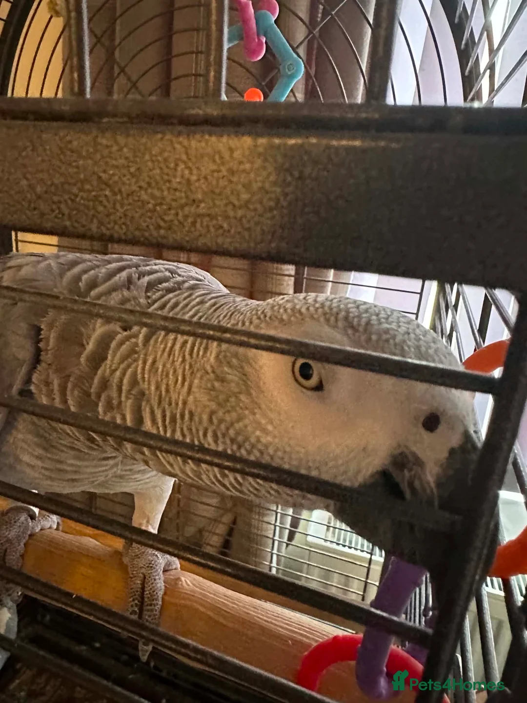 Parrots birds for sale: Female Congo African grey talking parrot  - Advert 5